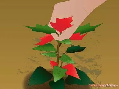 Пуансеттия в открытом грунте — изображение 27