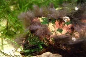 Черные точки на аквариумных растениях — изображение 39