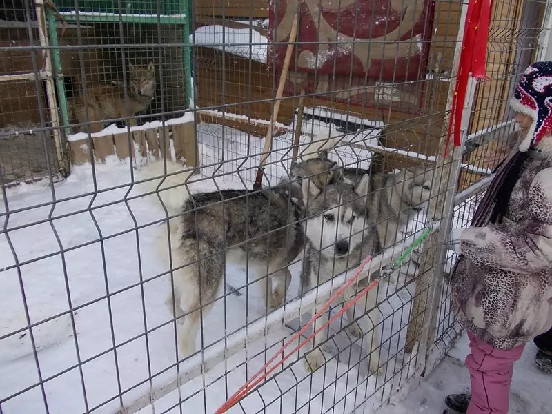 Размер будки для западно сибирской лайки — изображение 19