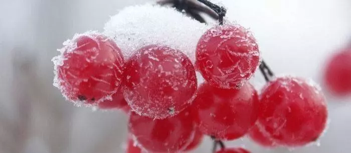Калина с апельсином через мясорубку — изображение 16