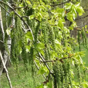 Какие бывают листья осины осенью — изображение 27