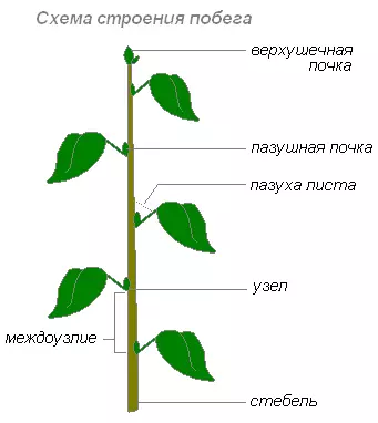 Интересные факты о побегах и почках растений — изображение 10