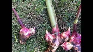 Как сохранить корни мирабилиса до весны — изображение 11