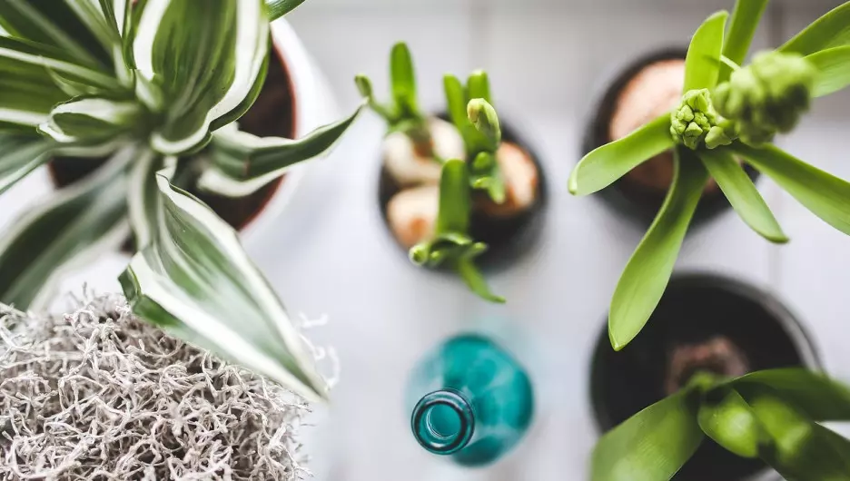 Список растений запрещенных в школе по санпин — изображение 11