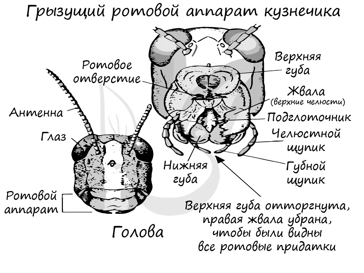 Медведка тип ротового аппарата — изображение 2