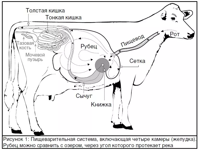 Корова стонет что делать — изображение 3