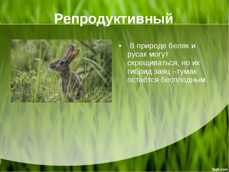 Заяц беляк и заяц русак критерии вида — изображение 11
