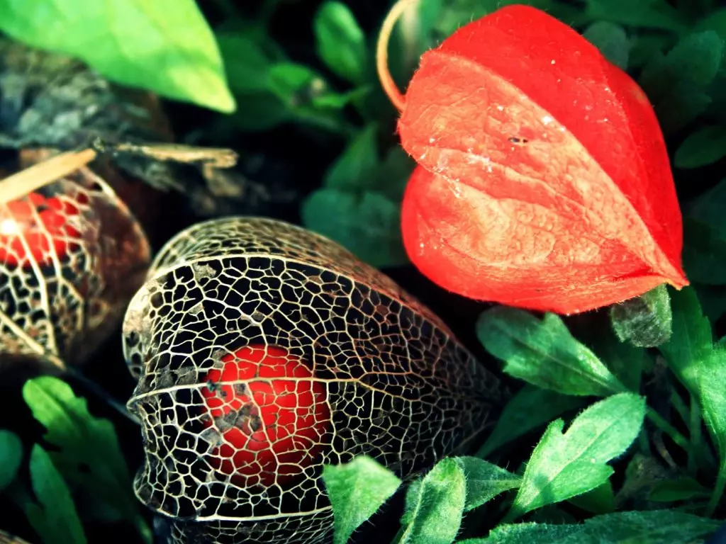 Как собрать семена физалиса в домашних условиях — изображение 8