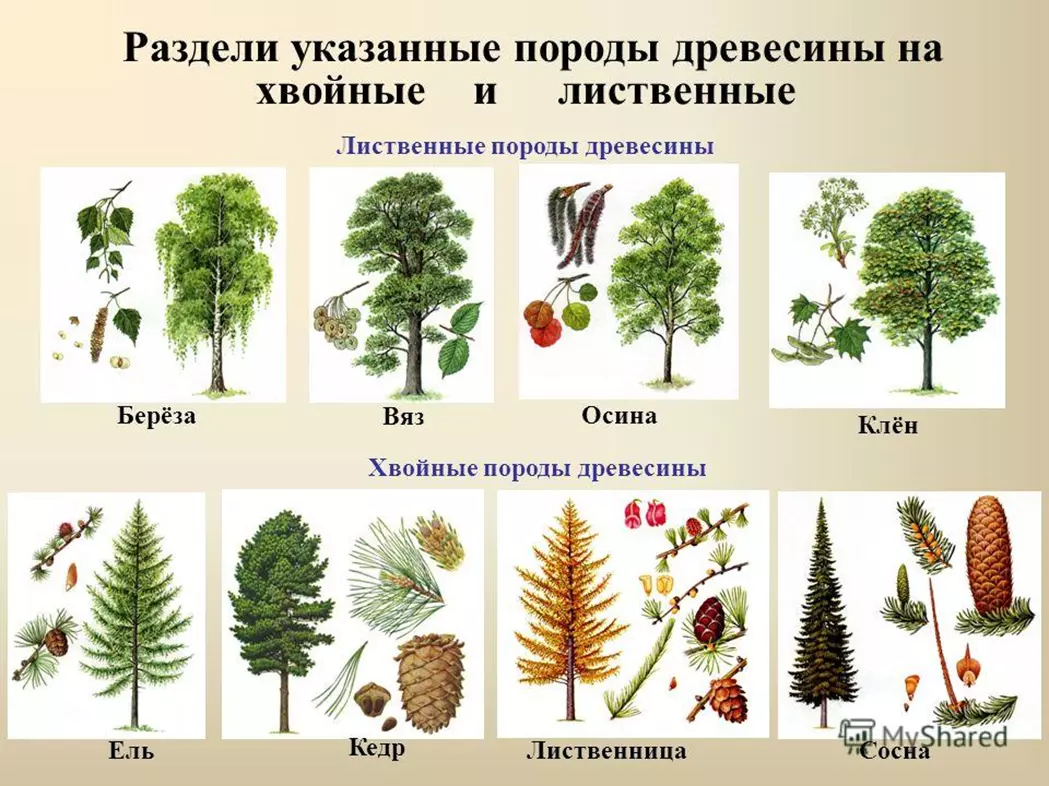 Названия кустарников и трав 2 класс — изображение 7
