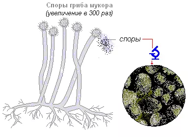 Тело мукора состоит из клетки — изображение 4