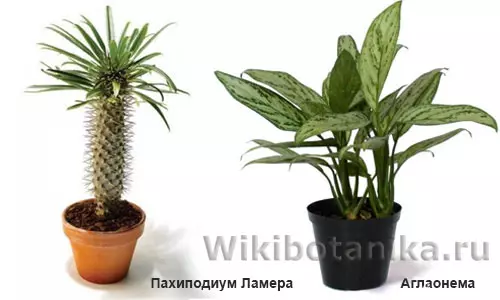 Суккуленты ядовитые или нет — изображение 15