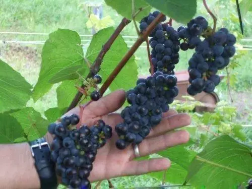Виноград хасанский сладкий описание сорта фото отзывы — изображение 2