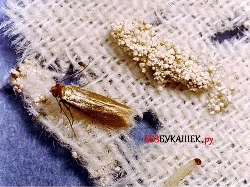 Мандариновые корки от моли — изображение 8