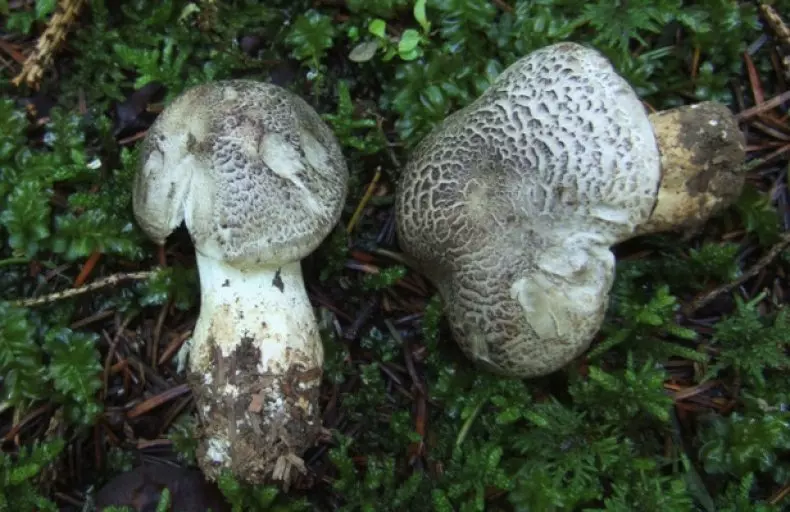 Как чистить песочники грибы — изображение 10