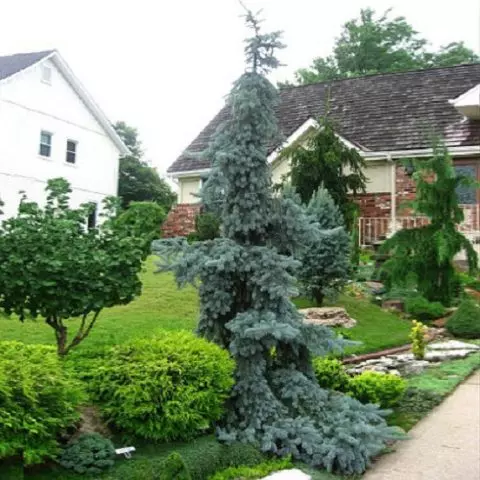 Picea engelmannii glauca pendula — изображение 4