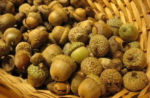 Чай из дубовой коры — изображение 8