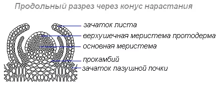 Интересные факты о побегах и почках растений — изображение 15