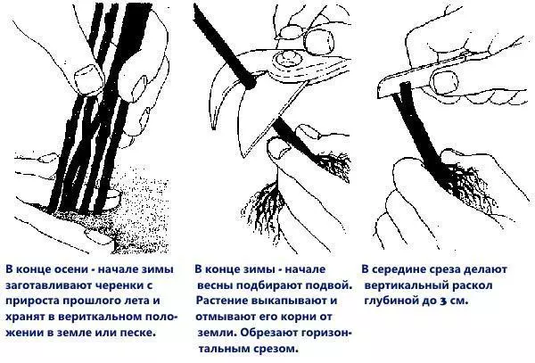 Глициния уход и выращивание в башкирии — изображение 17