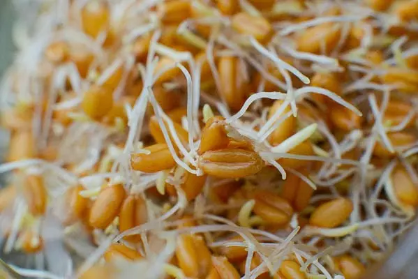Как запаривать пшеницу для кур — изображение 10