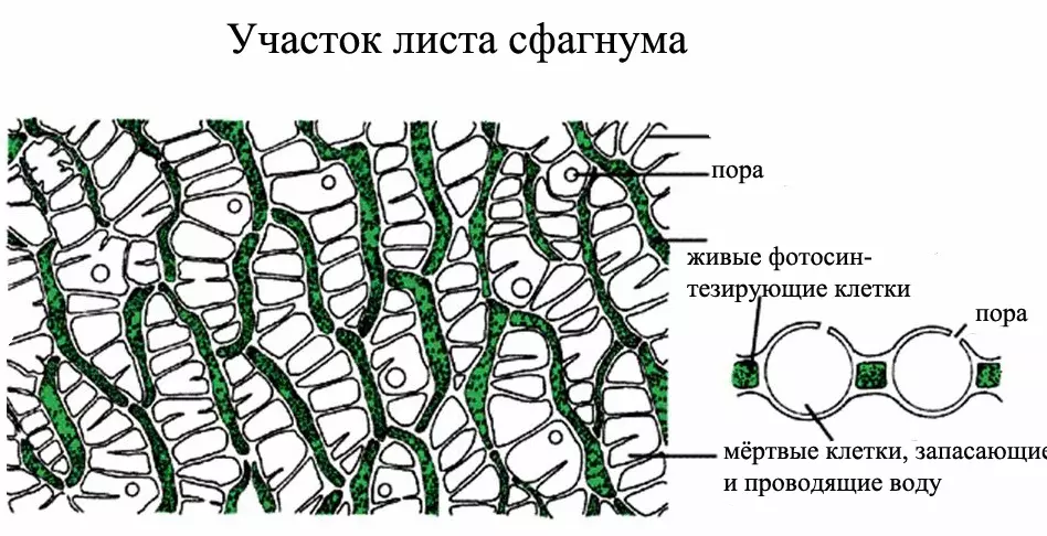 Цикл развития мха и папоротника — изображение 19