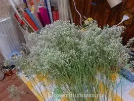 Растения для оформления букетов — изображение 44
