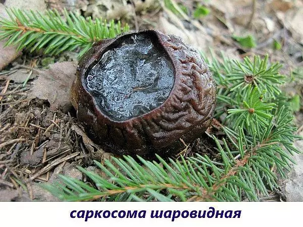 Редкие съедобные грибы фото и названия — изображение 14