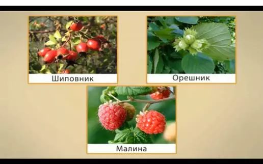 Названия кустарников и трав 2 класс — изображение 18