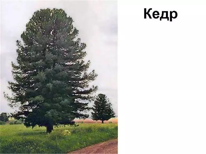 Как нарисовать кедр карандашом поэтапно — изображение 2