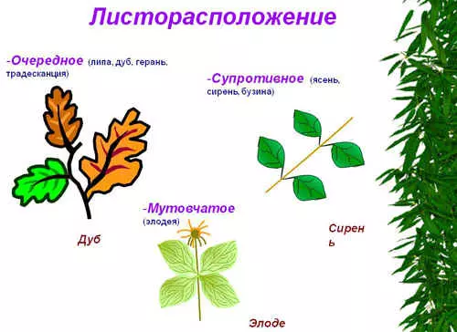 Определите внешнее строение листьев тип жилкования — изображение 8
