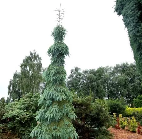 Picea engelmannii glauca pendula — изображение 5