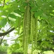 Маньчжурский орех корневая система — изображение 9
