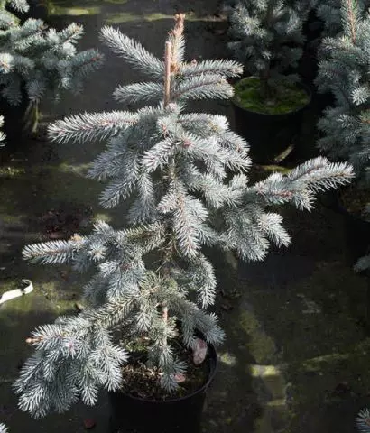 Picea engelmannii glauca pendula — изображение 8