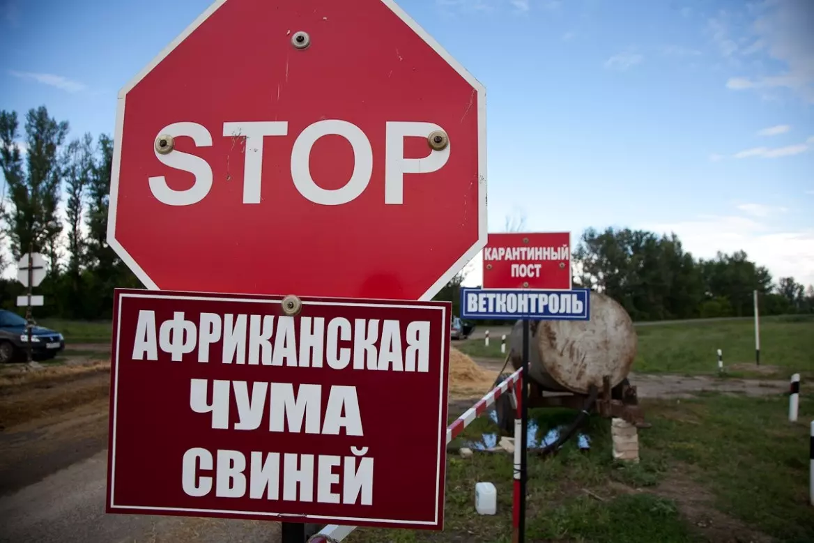 Лечение вздутия живота у свиней — изображение 12