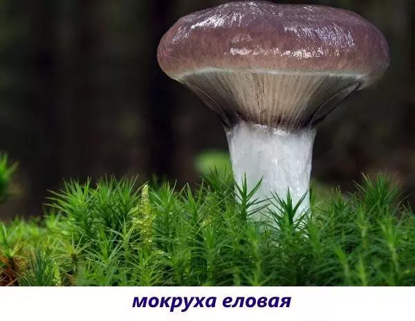 Редкие съедобные грибы фото и названия — изображение 13