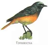 Синицы улетают на зиму в теплые края — изображение 14
