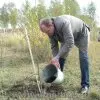 Береза какую почву любит — изображение 4