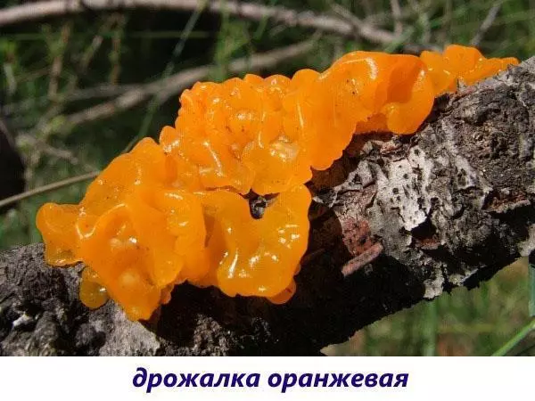 Редкие съедобные грибы фото и названия — изображение 12