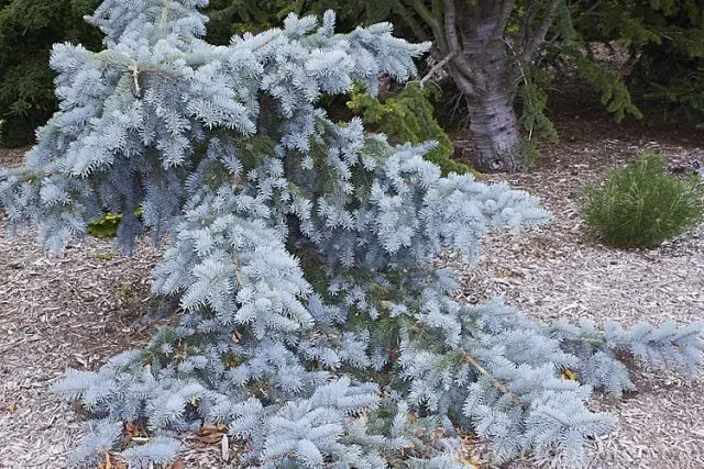 Picea engelmannii glauca pendula — изображение 16