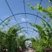 Мазь живокоста своими руками — изображение 2