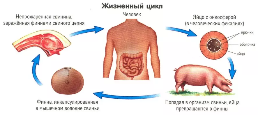 Лечение вздутия живота у свиней — изображение 18