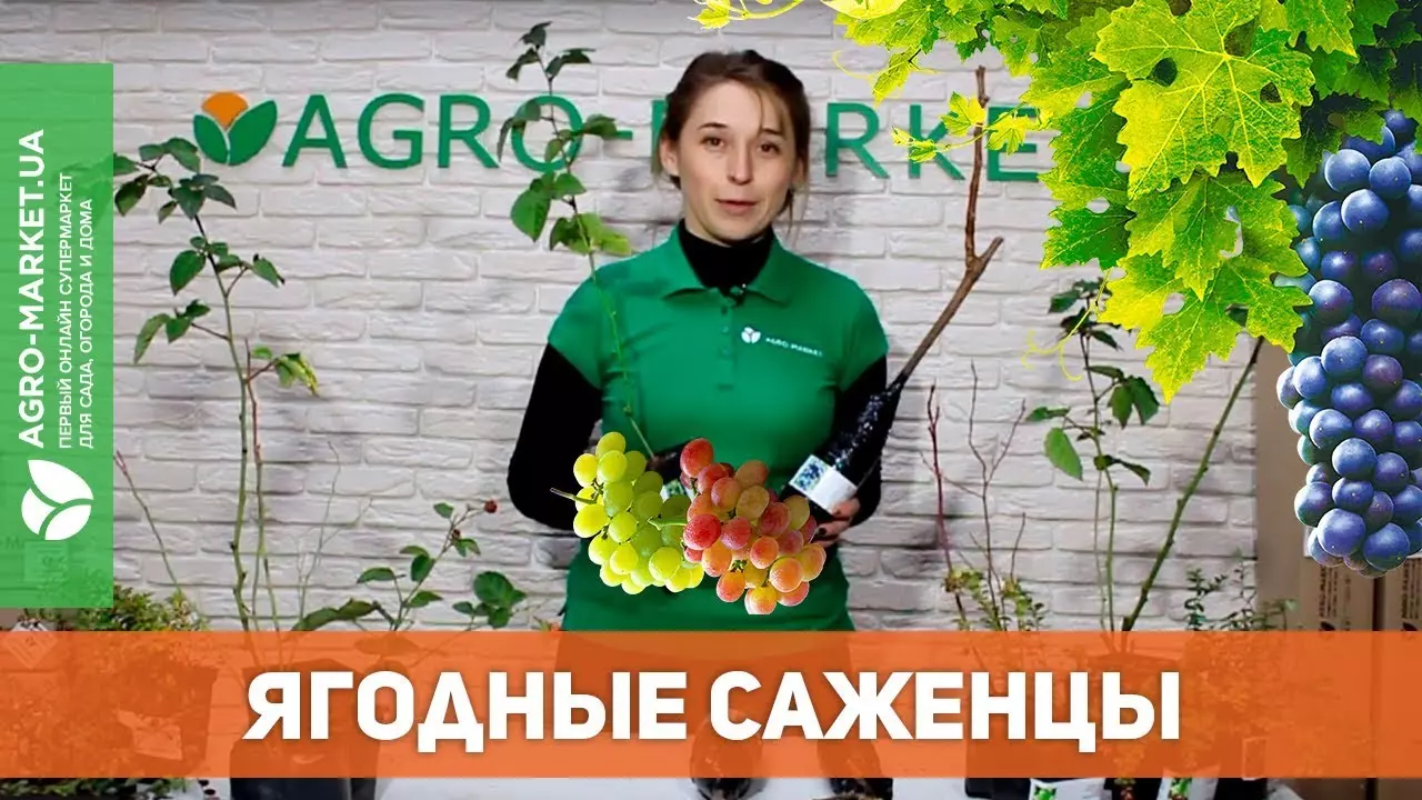 Виноград любава описание сорта фото отзывы — изображение 20
