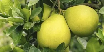 Чем полезна красная памела