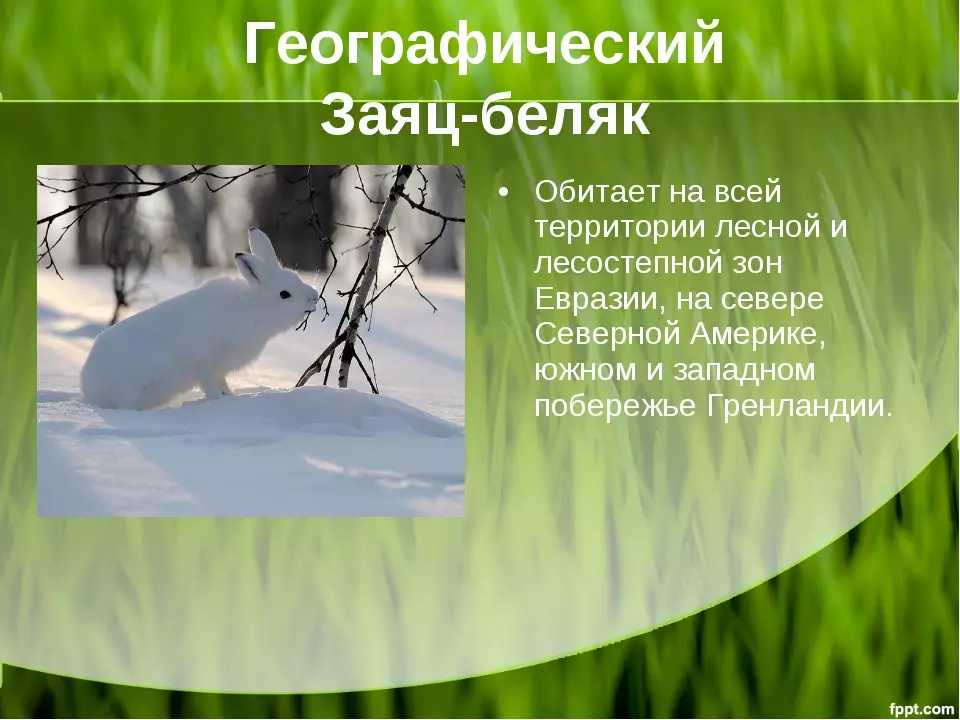 Заяц беляк и заяц русак критерии вида — изображение 7