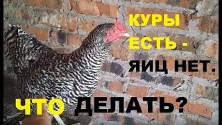 Дед чтп кормление кур — изображение 32
