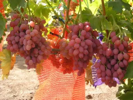 Кишмиш черный султан отзывы — изображение 17