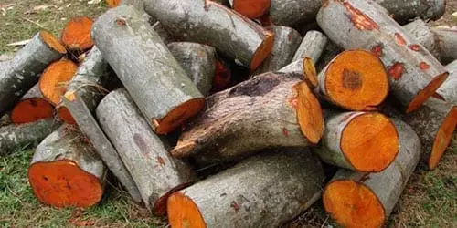 Тополь на дрова отзывы — изображение 10
