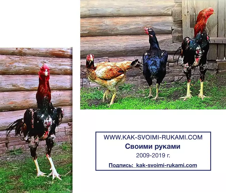 Чем кормить бойцового петуха — изображение 4