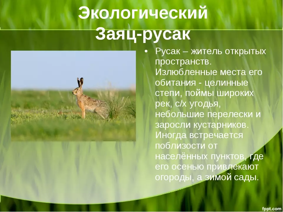 Заяц беляк и заяц русак критерии вида — изображение 10