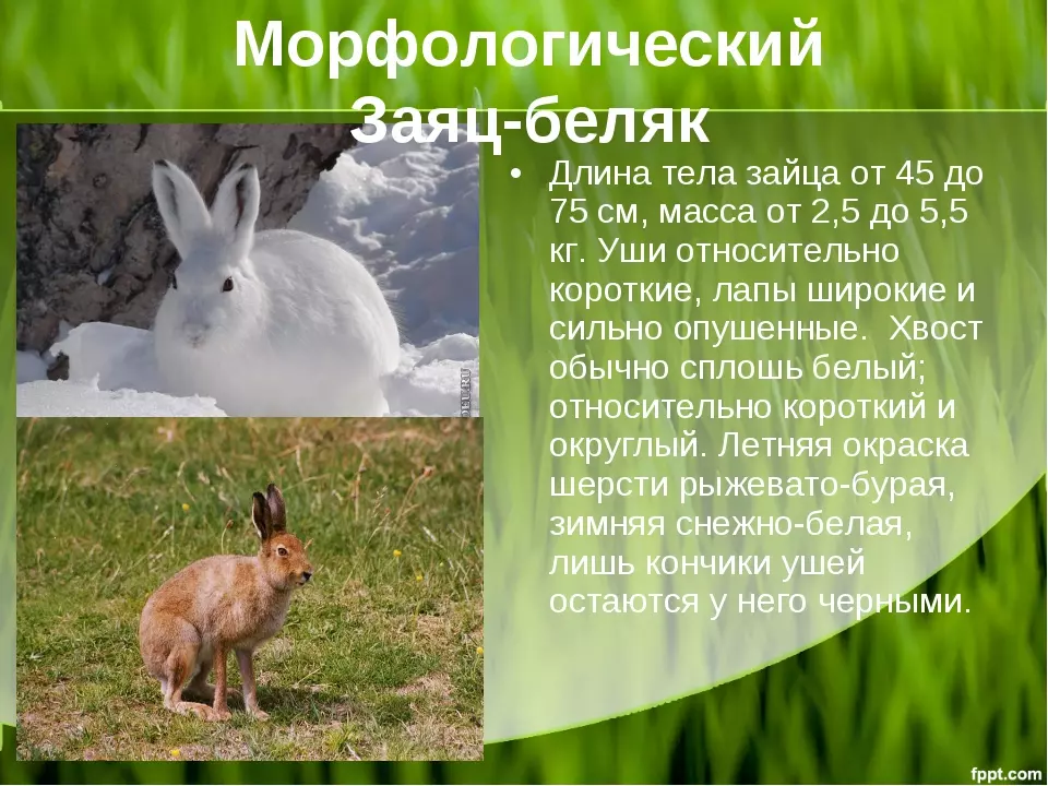 Заяц беляк и заяц русак критерии вида — изображение 3