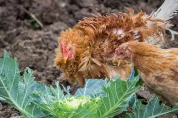 Сыворотка для кур несушек — изображение 10